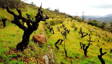 cambrico vines